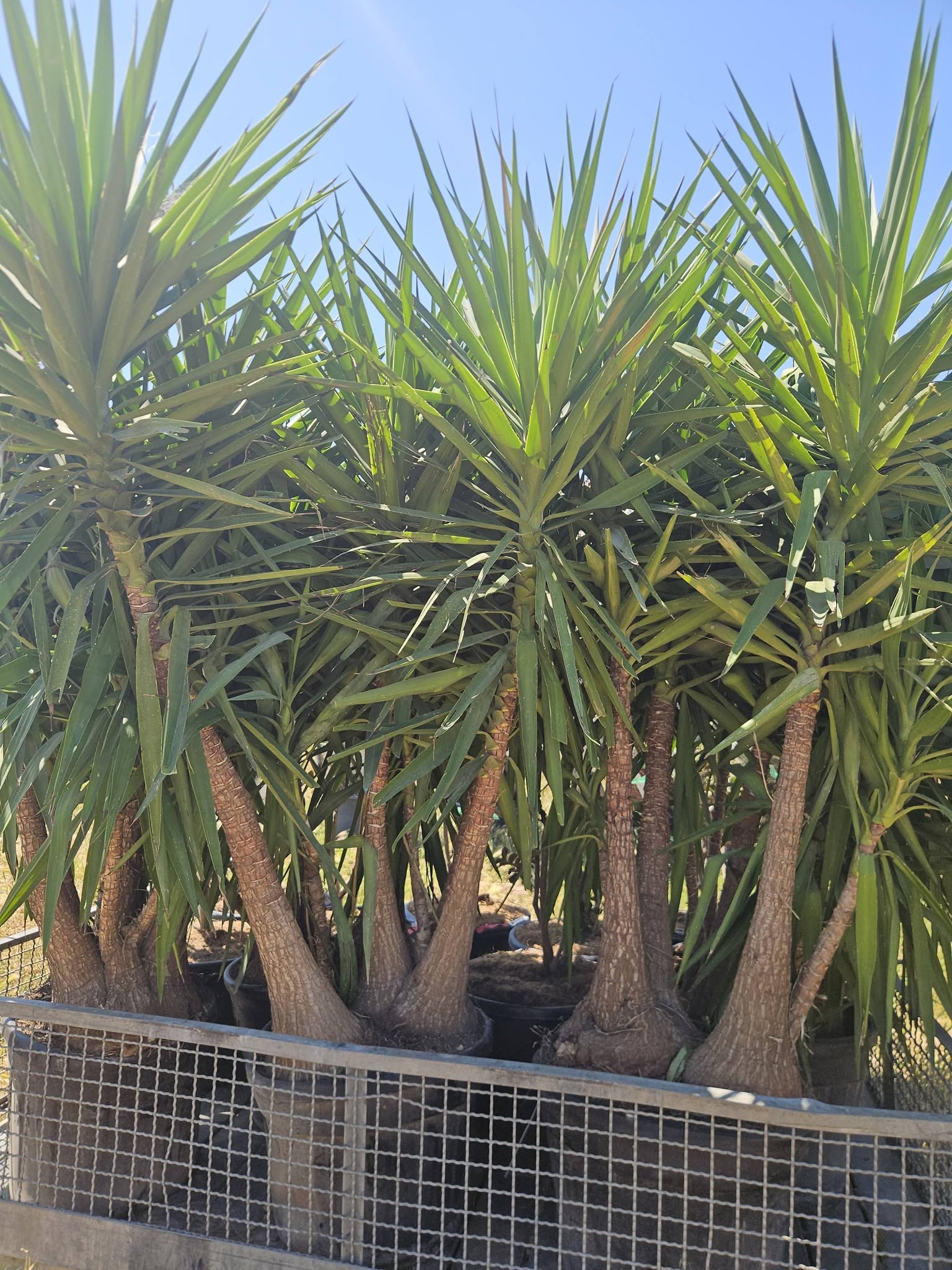 Yucca elephantipes yucca geant pied d elephant plante graphique d interieur et exterieur achat vente prix pepiniere livraison Vestric-et-Candiac Gard Nimes Montpellier Uzes Occitanie.