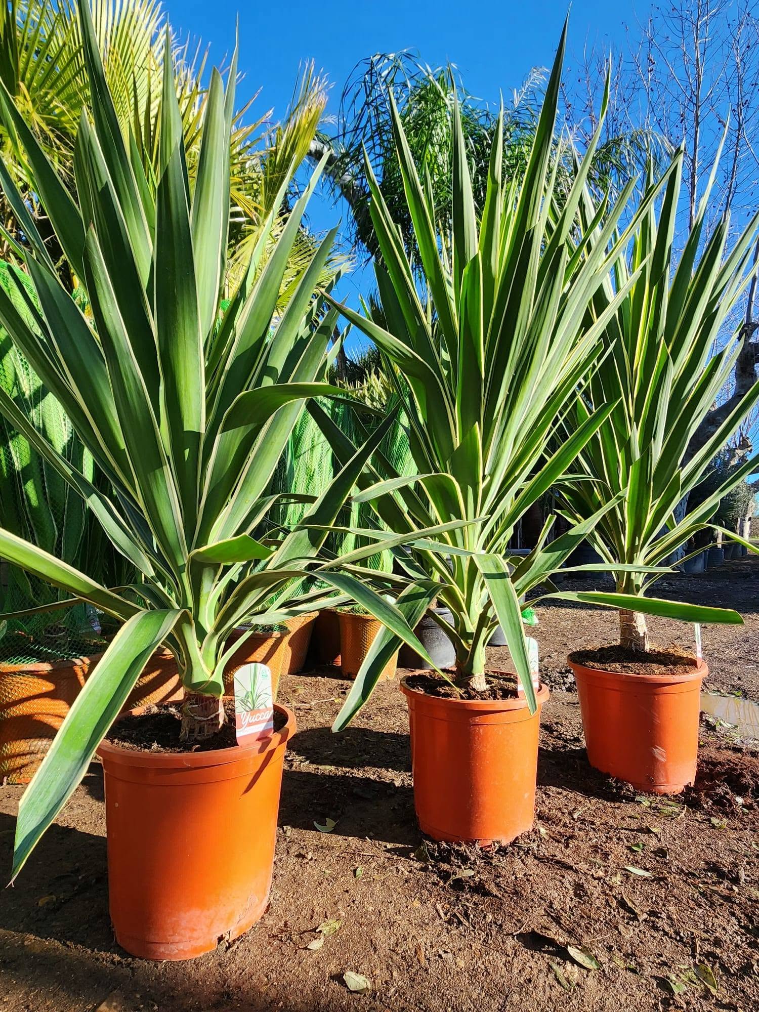 Yucca rostrata Puck yucca bleu compact rosettes d aiguilles bleutees achat vente prix pepiniere livraison Vestric-et-Candiac Gard Nimes Montpellier Uzes Occitanie.