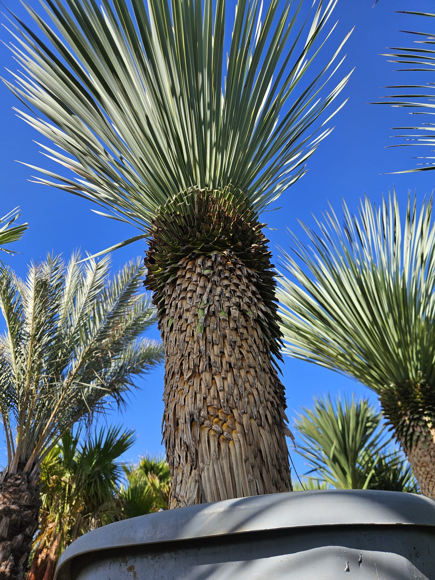 Yucca rostrata yucca bleu du Mexique stipe massif couronne de feuilles bleutees achat vente prix pepiniere livraison Vestric-et-Candiac Gard Nimes Montpellier Uzes Occitanie.