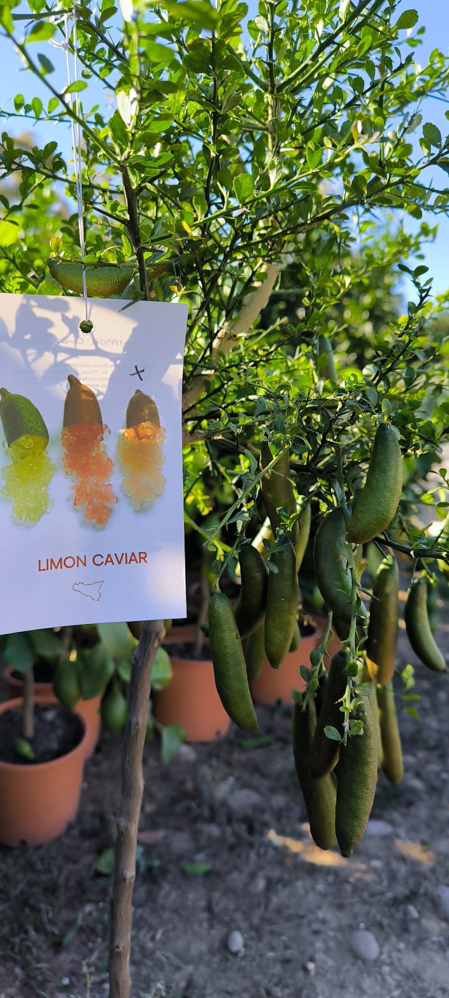 Citronnier caviar aux perles acidulées à la pépinière de Vestric-et-Candiac dans le Gard.