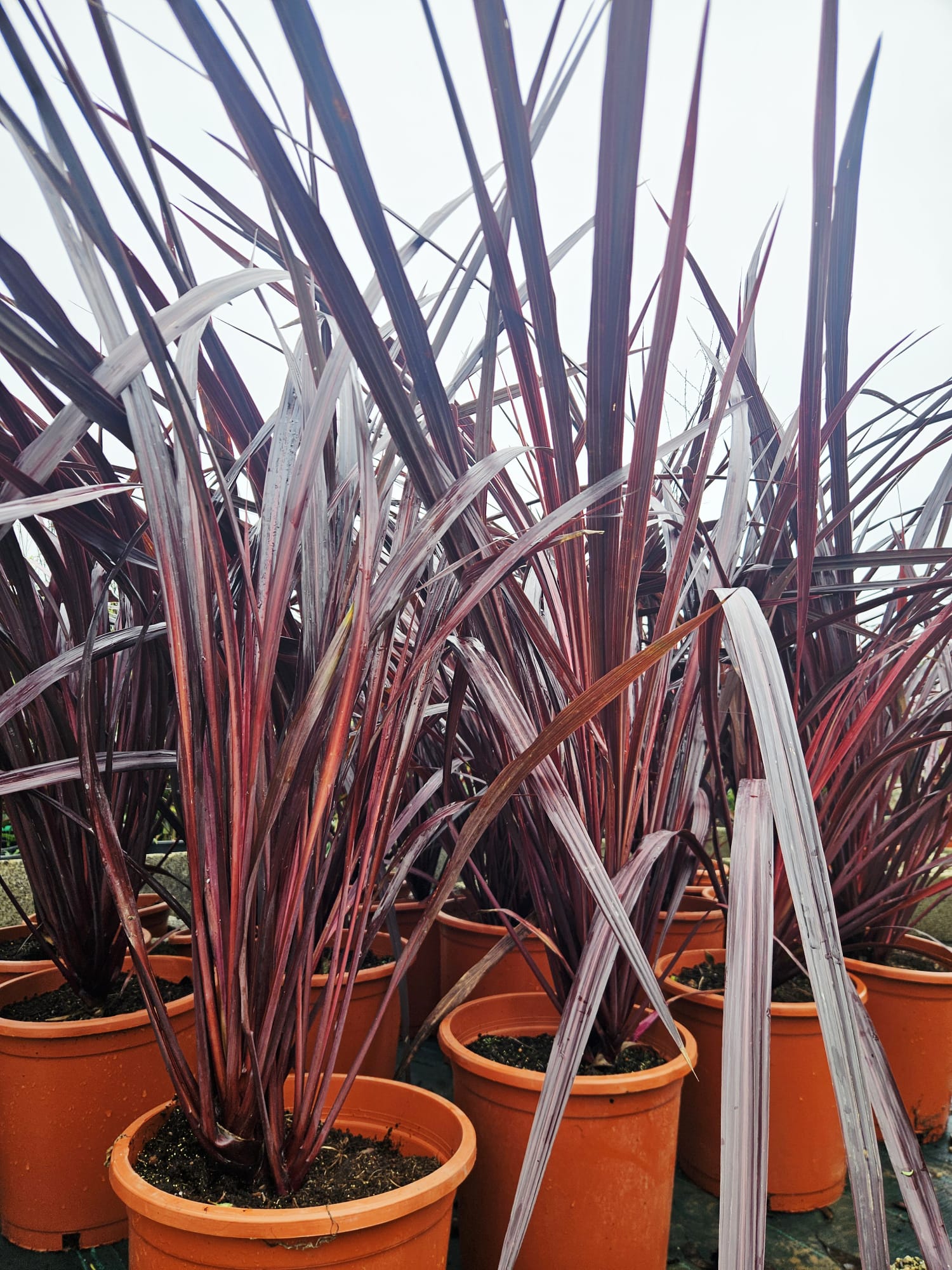 Cordyline Festival Burgundy – Vente de cette plante résistante à la sécheresse par notre pépinière et jardinerie dans le Gard, avec livraison en France et en Europe.
