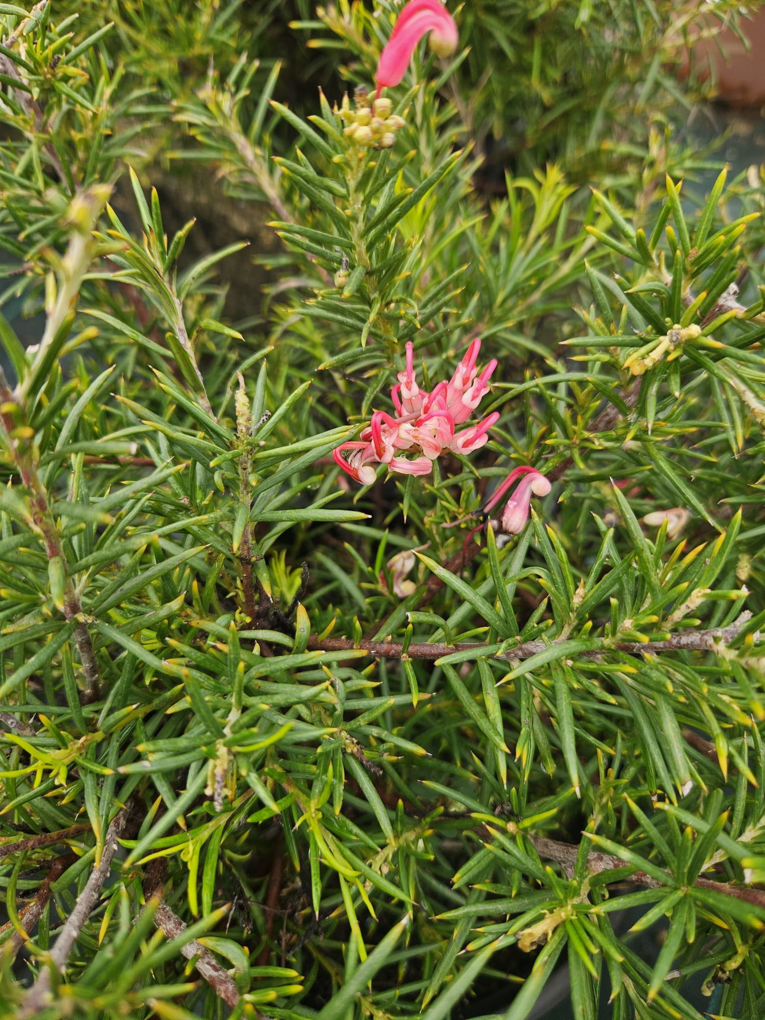 Grevillea – Vente de cette plante résistante à la sécheresse par notre pépinière et jardinerie dans le Gard, avec livraison en France et en Europe.