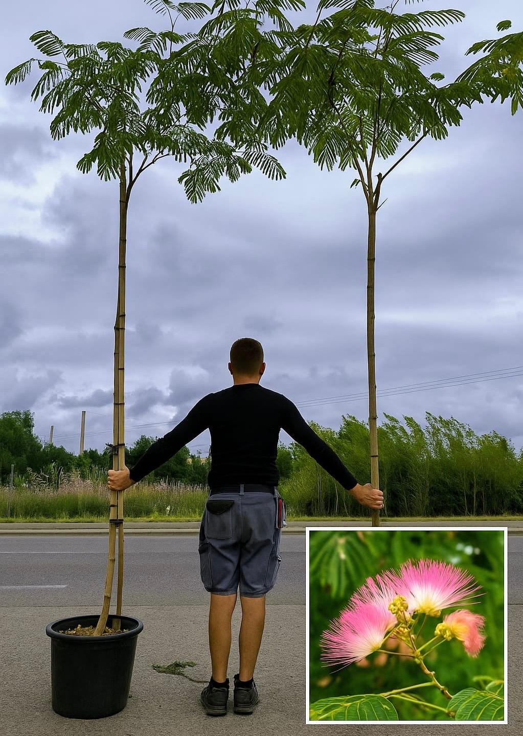 Arbre à soie Albizia julibrissin en floraison estivale à la pépinière de Vestric-et-Candiac dans le Gard.