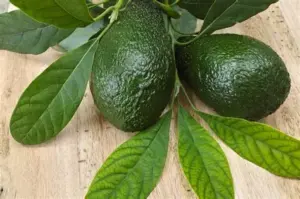 Avocatier Persea americana au feuillage persistant à la pépinière de Vestric-et-Candiac dans le Gard.