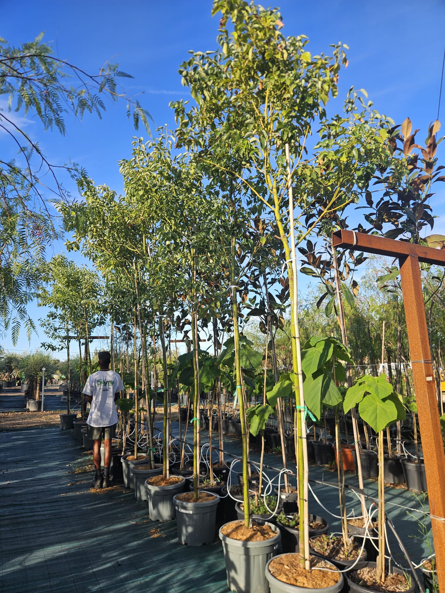 Camphrier Cinnamomum camphora arbre a camphre feuillage persistant odorant achat vente prix pepiniere livraison France Gard Nimes Montpellier Uzes Occitanie.