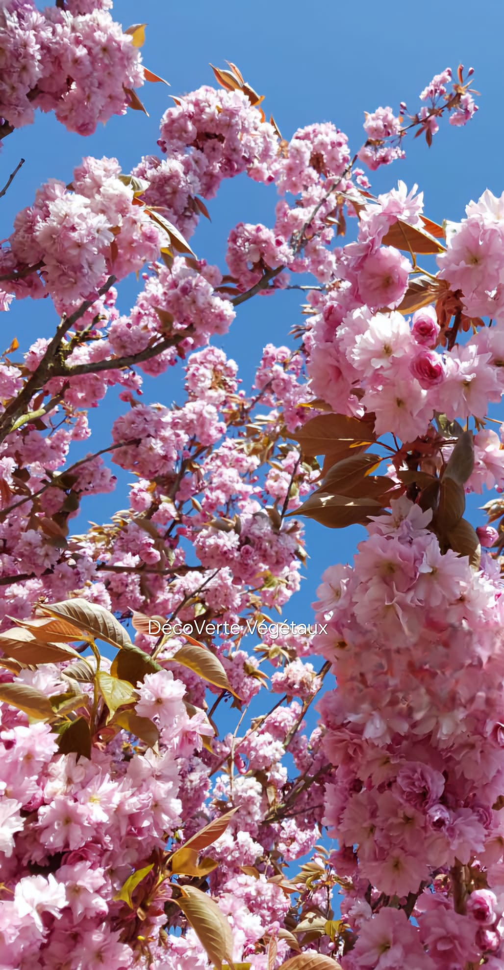 Cerisier du Japon Prunus serrulata en floraison printanière à la pépinière de Vestric-et-Candiac dans le Gard.