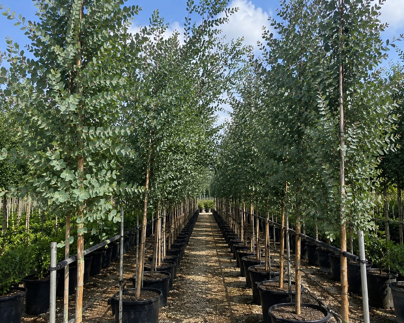 Eucalyptus gunnii au feuillage persistant bleu argenté à la pépinière de Vestric-et-Candiac dans le Gard.
