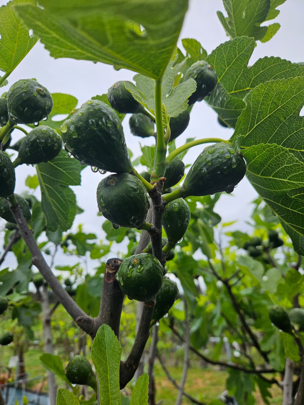 Figuier Ficus carica en feuillage estival à la pépinière de Vestric-et-Candiac dans le Gard.