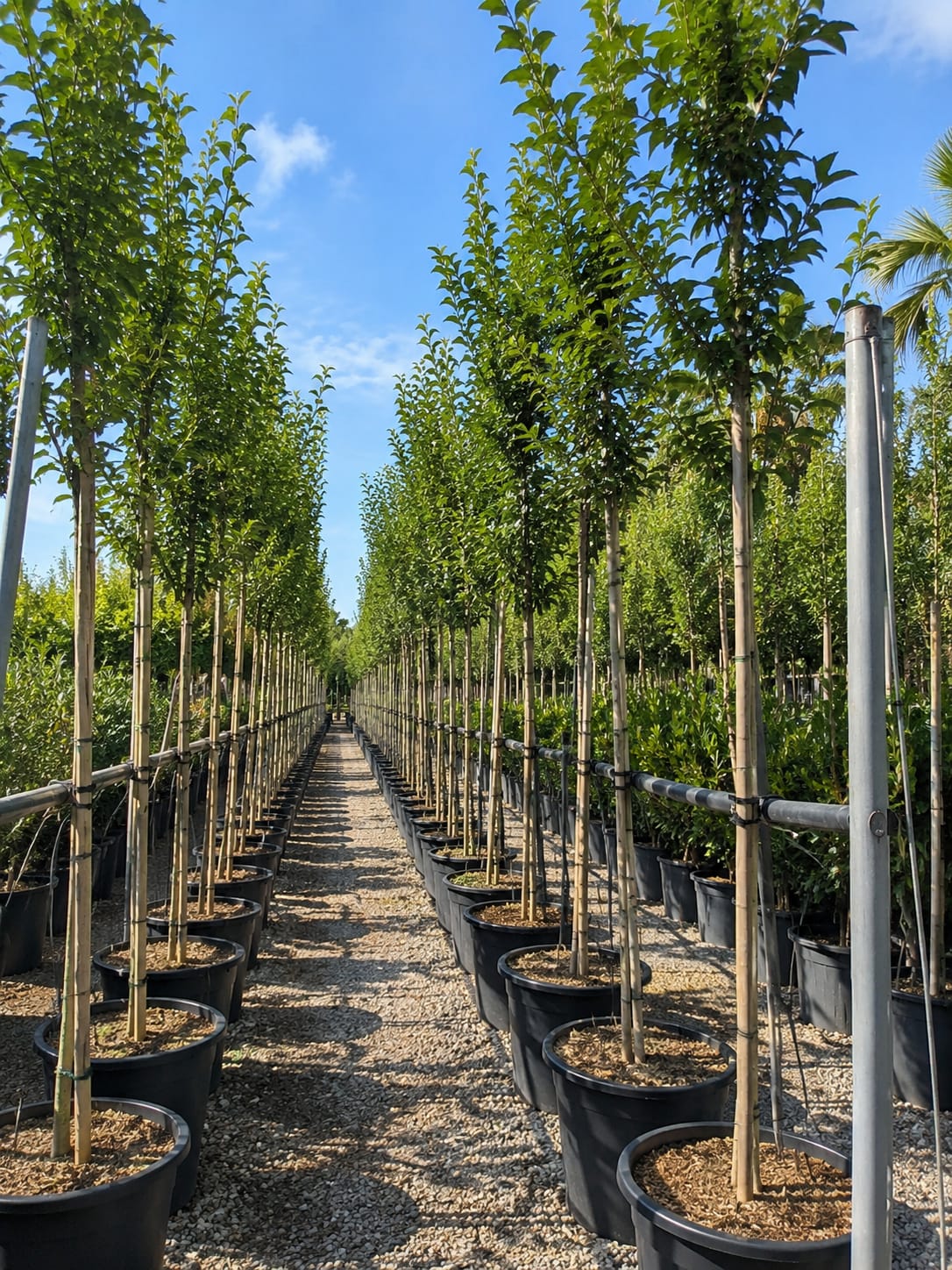 Fusain du Japon Euonymus japonicus au feuillage persistant à la pépinière de Vestric-et-Candiac dans le Gard.