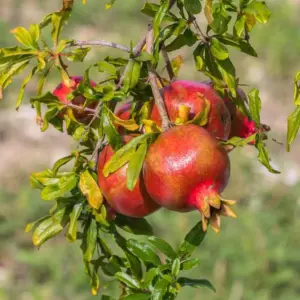 Grenadier Punica granatum en floraison estivale à la pépinière de Vestric-et-Candiac dans le Gard.