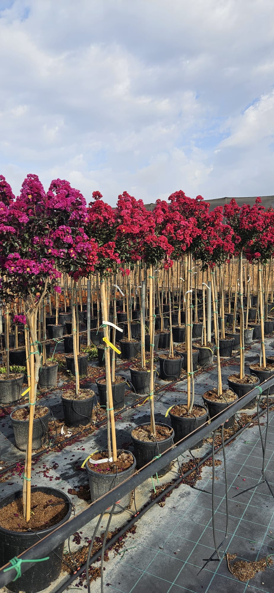 Lilas des Indes Lagerstroemia indica en floraison estivale à la pépinière de Vestric-et-Candiac dans le Gard.