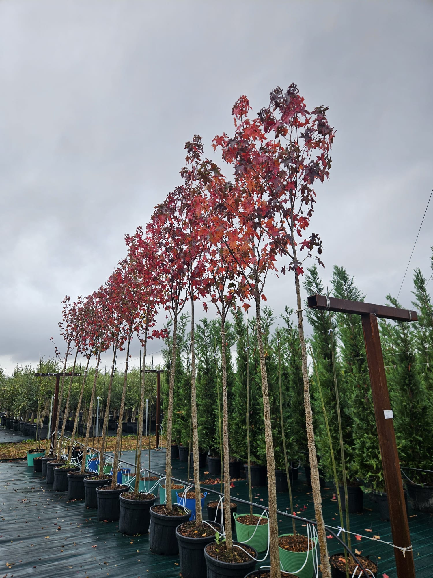 Liquidambar styraciflua au feuillage automnal flamboyant à la pépinière de Vestric-et-Candiac dans le Gard.