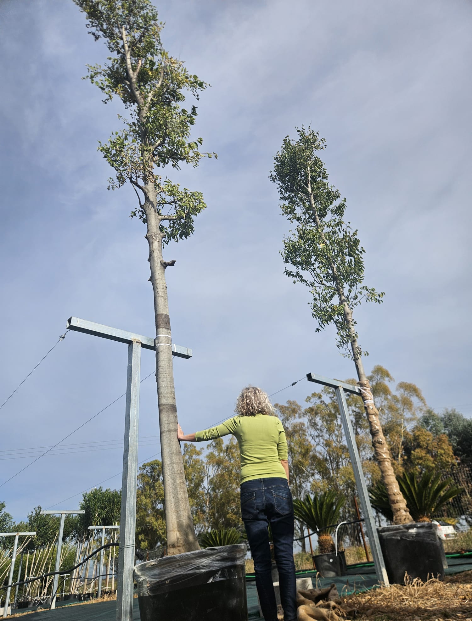 Micocoulier de Provence Celtis australis à la pépinière de Vestric-et-Candiac dans le Gard.