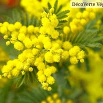 Mimosa d'hiver Acacia dealbata en floraison jaune à la pépinière de Vestric-et-Candiac dans le Gard.