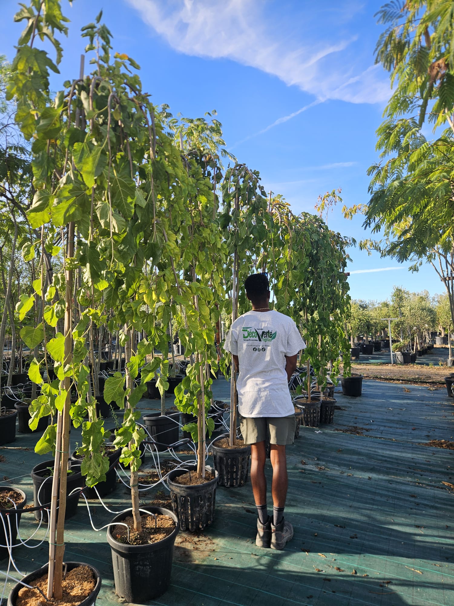 Murier pleureur Morus alba Pendula murier blanc pleureur arbre d ombrage port retombant achat vente prix pepiniere livraison France Gard Nimes Montpellier Uzes Occitanie.