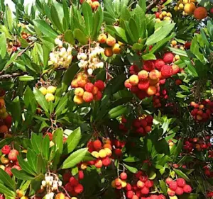 Arbousier Arbutus unedo en fruits et fleurs à la pépinière de Vestric-et-Candiac dans le Gard.