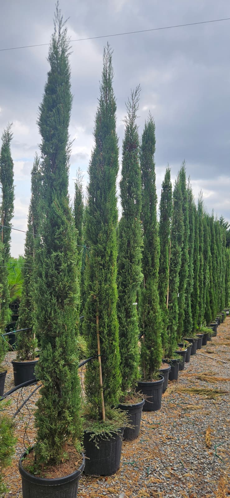 Cypres de Florence Cupressus sempervirens Stricta à la pépinière de Vestric-et-Candiac dans le Gard.
