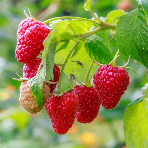 Framboisier remontant Rubus idaeus en fructification à la pépinière de Vestric-et-Candiac dans le Gard.