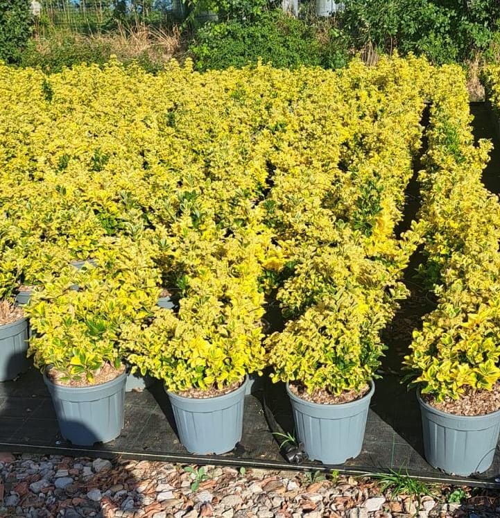 Fusain du Japon Euonymus japonicus au feuillage persistant à la pépinière de Vestric-et-Candiac dans le Gard.