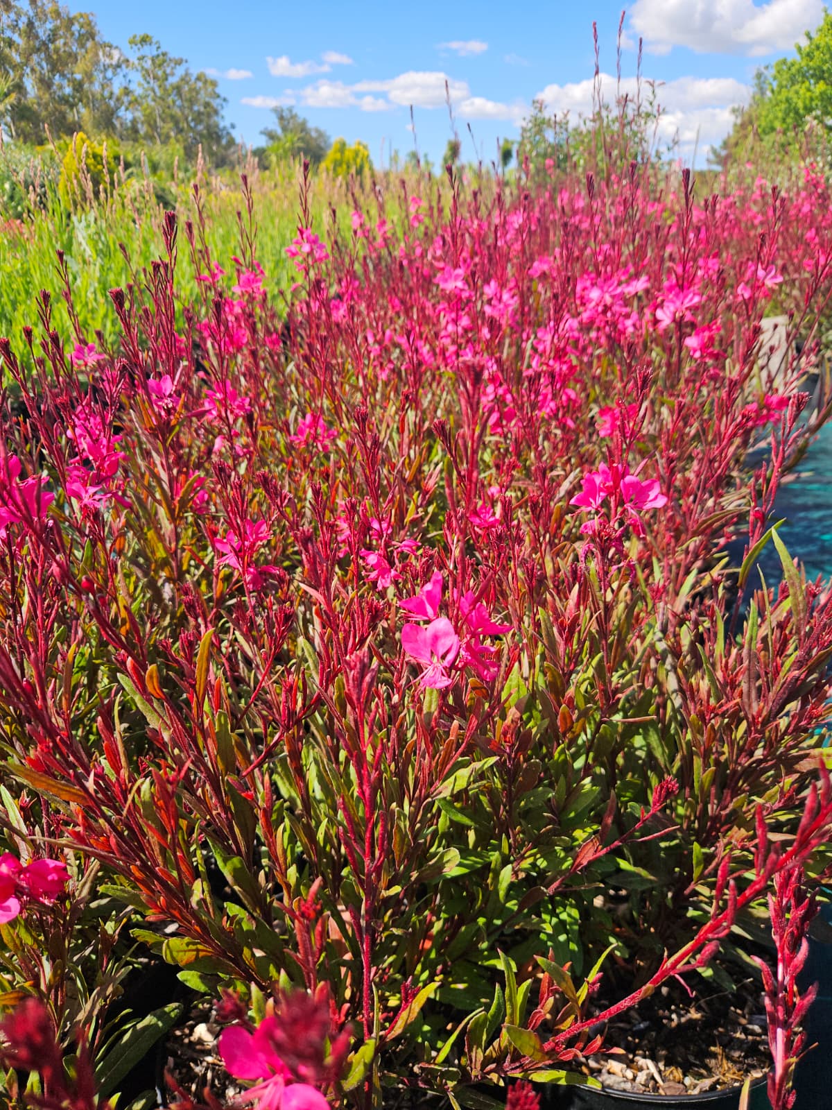 Gaura de Lindheimer Gaura lindheimeri en floraison à la pépinière de Vestric-et-Candiac dans le Gard.