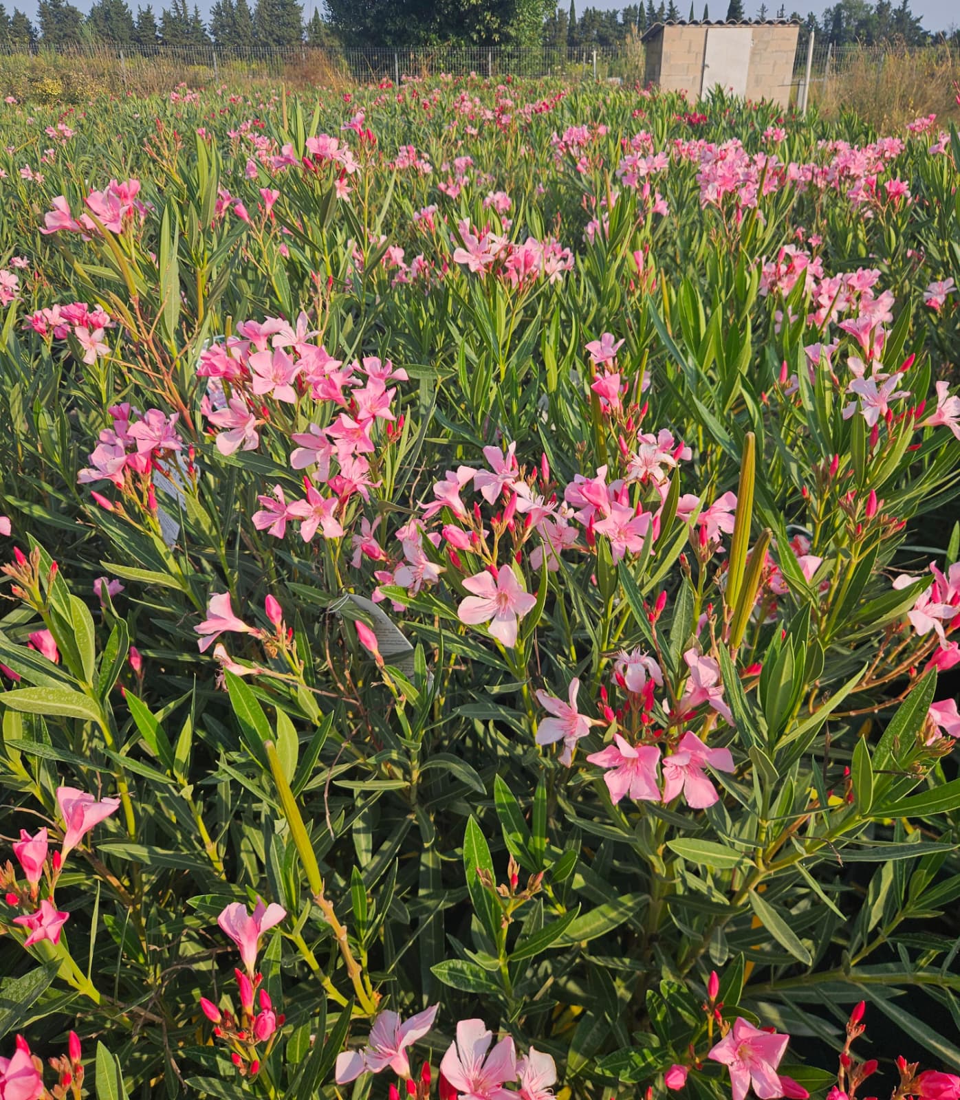 Laurier-rose Nerium oleander en floraison à la pépinière de Vestric-et-Candiac dans le Gard.