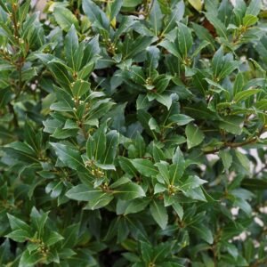 Laurier sauce Laurus nobilis au feuillage persistant aromatique à la pépinière de Vestric-et-Candiac dans le Gard.
