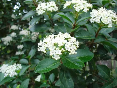 Laurier-tin Viburnum tinus en fleur à la pépinière de Vestric-et-Candiac dans le Gard.