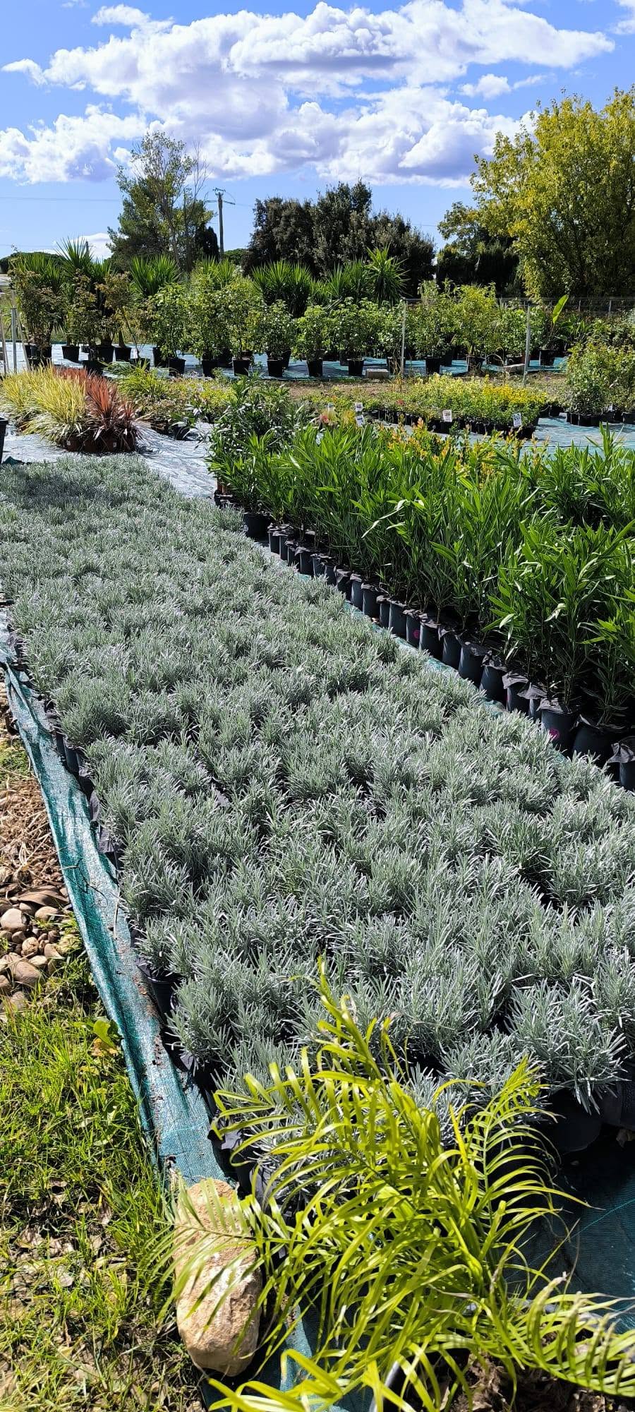 Lavande Lavandula angustifolia en floraison à la pépinière de Vestric-et-Candiac dans le Gard.