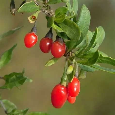 Lycet de Barbarie Lycium barbarum aux baies de goji à la pépinière de Vestric-et-Candiac dans le Gard.