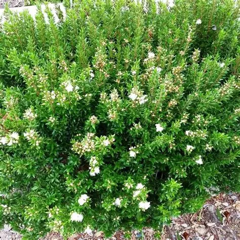 Myrte commune Myrtus communis au feuillage persistant aromatique à la pépinière de Vestric-et-Candiac dans le Gard.