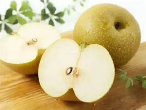 Poirier asiatique Nashi Pyrus pyrifolia en verger à la pépinière de Vestric-et-Candiac dans le Gard.