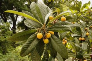 Néflier du Japon Eriobotrya japonica en fruits à la pépinière de Vestric-et-Candiac dans le Gard.