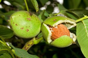 Noyer commun Juglans regia en verger fruiter à la pépinière de Vestric-et-Candiac dans le Gard.
