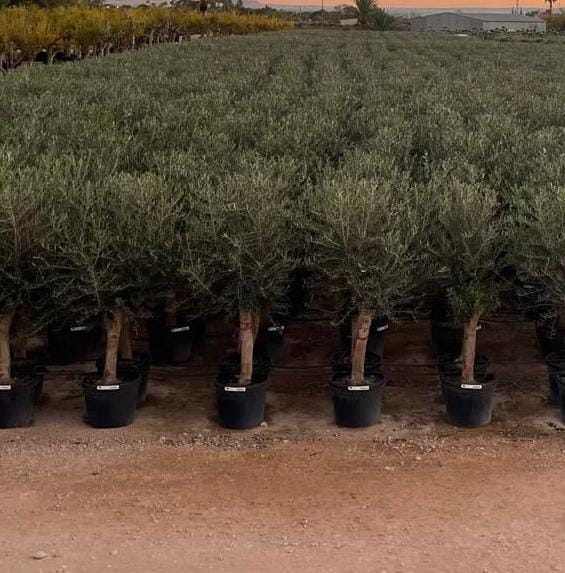 Olivier naturel port libre sauvage Olea europaea champêtre gros sujet Picholine Aglandau Lucques Grossane Bouteillan Cayon achat vente pépinière Vestric-et-Candiac Gard Occitanie.