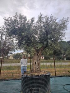 Olivier ramifié Olea europaea touffu plusieurs troncs forme cépée buisson Picholine Aglandau Lucques Grossane Bouteillan Cayon achat vente pépinière Vestric-et-Candiac Gard Occitanie.