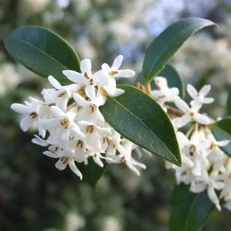 Osmanthus Osmanthus heterophyllus au feuillage persistant et fleurs parfumées à la pépinière de Vestric-et-Candiac dans le Gard.