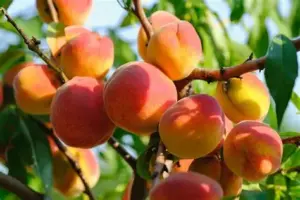 Pêcher Prunus persica en fleurs et en fruits à la pépinière de Vestric-et-Candiac dans le Gard.