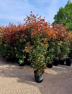 Photinia Photinia x fraseri Red Robin aux jeunes pousses rouges à la pépinière de Vestric-et-Candiac dans le Gard.