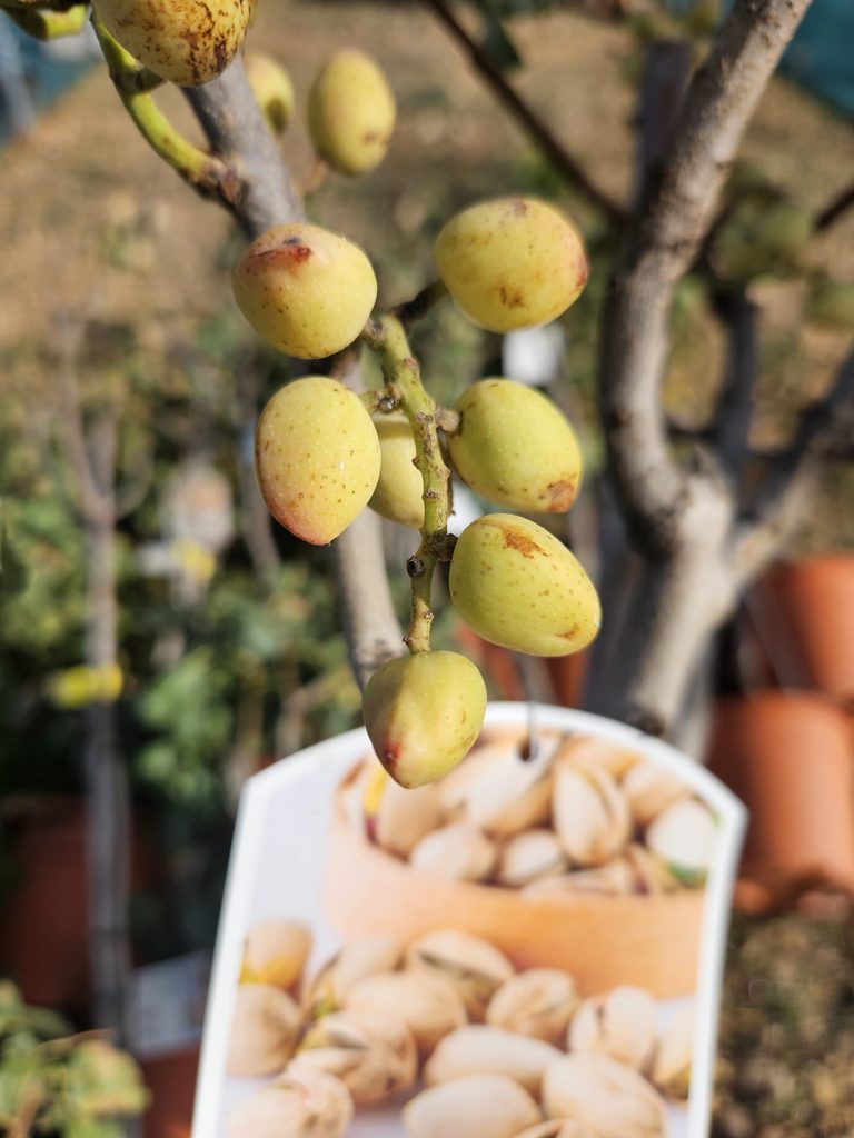 Pistachier vrai Pistacia vera en fruits à la pépinière de Vestric-et-Candiac dans le Gard.