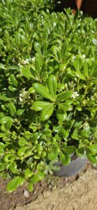 Pittosporum du Japon Pittosporum tobira au feuillage persistant vernissé à la pépinière de Vestric-et-Candiac dans le Gard.