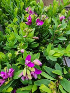 Polygala à feuilles de myrte Polygala myrtifolia en floraison à la pépinière de Vestric-et-Candiac dans le Gard.