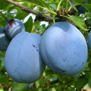Prunier Prunus domestica en fruits dans le verger de la pépinière de Vestric-et-Candiac dans le Gard.