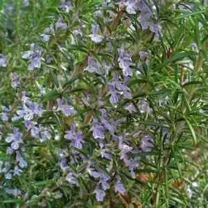 Romarin officinal Salvia rosmarinus en fleur à la pépinière de Vestric-et-Candiac dans le Gard.