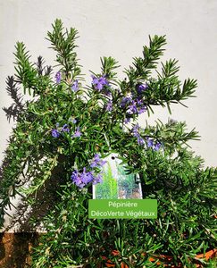 Romarin rampant Salvia rosmarinus Prostratus en rocaille à la pépinière de Vestric-et-Candiac dans le Gard.