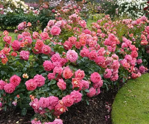 Rosier buisson en fleur à la pépinière de Vestric-et-Candiac dans le Gard.