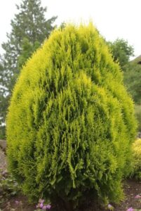 Thuya nain Thuja occidentalis Teddy au feuillage persistant compact à la pépinière de Vestric-et-Candiac dans le Gard.