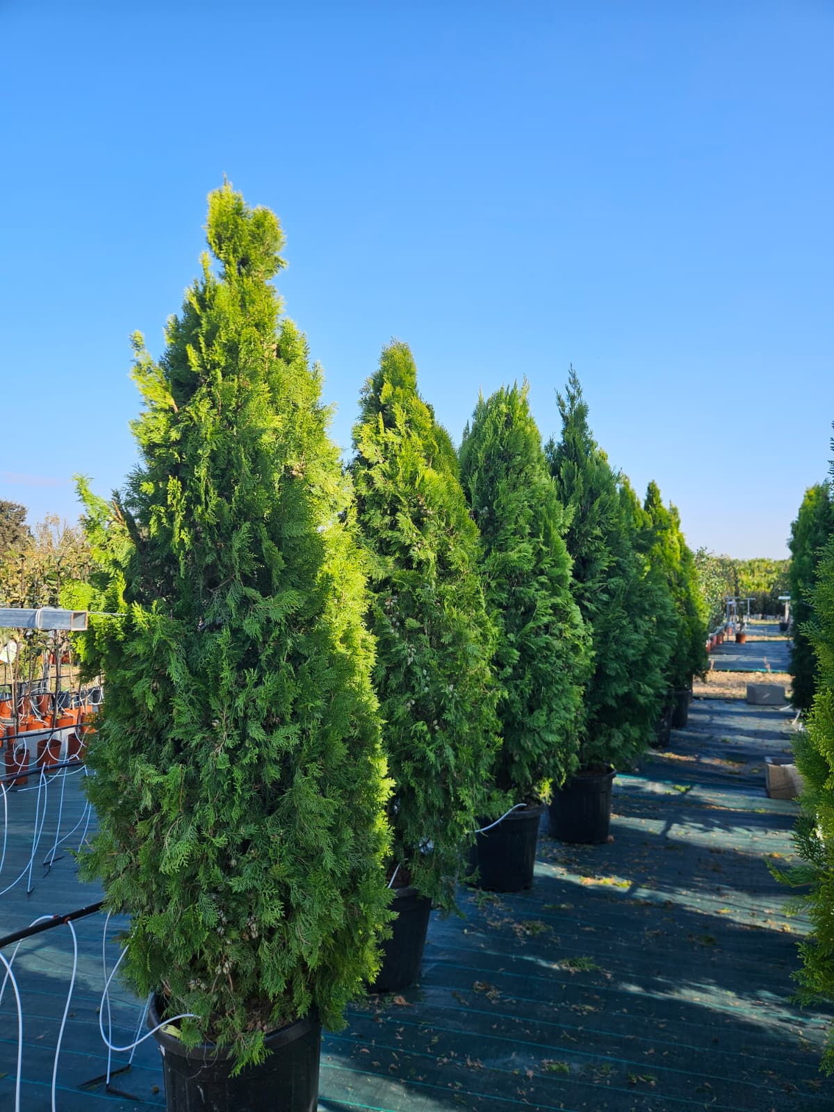 Thuya Thuja occidentalis au feuillage persistant dense à la pépinière de Vestric-et-Candiac dans le Gard.