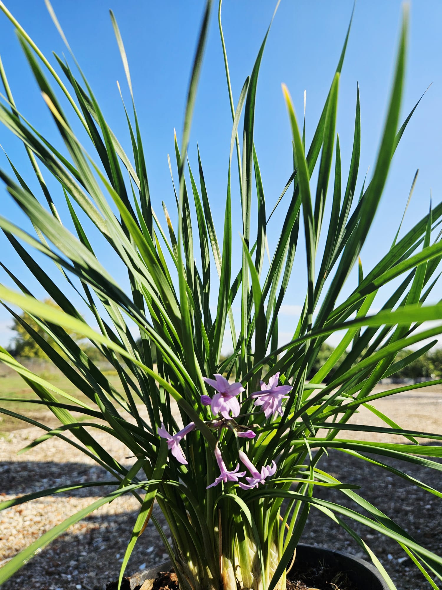Tulbaghia – Vente de cette plante résistante à la sécheresse par notre pépinière et jardinerie dans le Gard, avec livraison en France et en Europe.